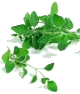 Marjolaine en feuilles - Bardkouch Mardakouch - sachet de 10 g net